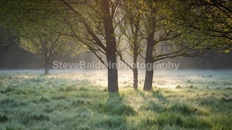Morning Light Waterford Marsh:140E - Earth: Close to Home