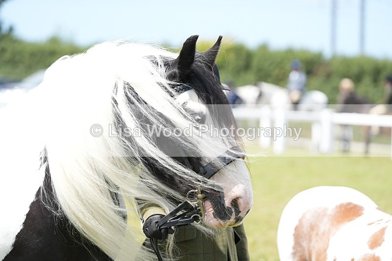 DSC06950 - Class 60: Coloured Pony 4yrs & over