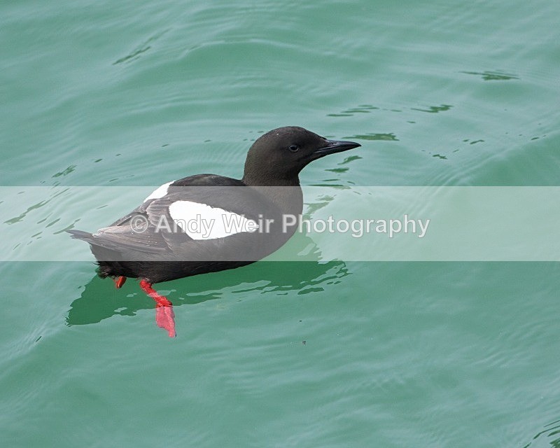 20110614-IMG_4655 - Guillemots