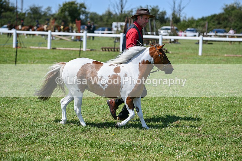 DSC_7173 - Class 61: Miniature Horse 4yrs & over