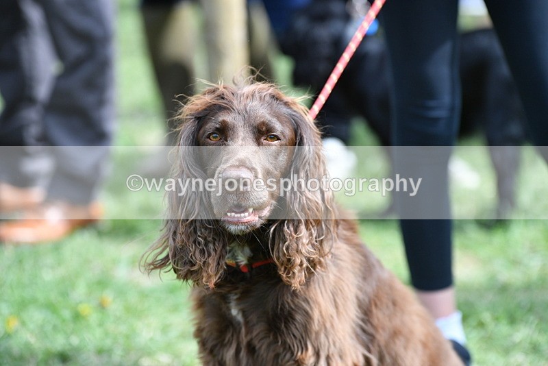WJ5_9827 - Class 3 Most Handsome Dog
