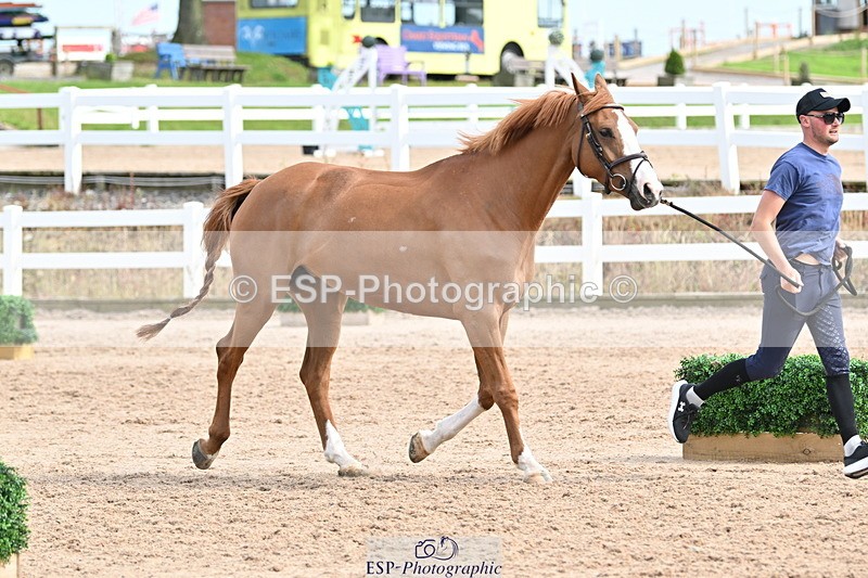 240717A-164340-03502 - Trot Up 4pm to 5pm