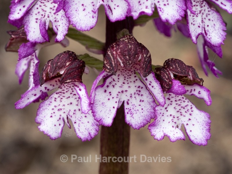 Lady Orchid (Orchis purpurea) - Wild Orchids - 1