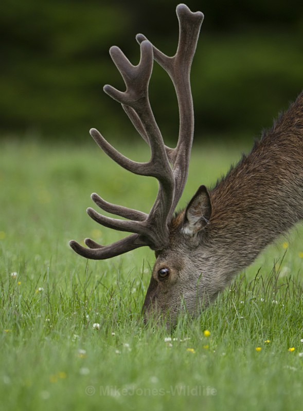 Red Deer, Isle of Mull, Scotland. - 'Studies in velvet' Isle of Mull Red deer antlers in velvet