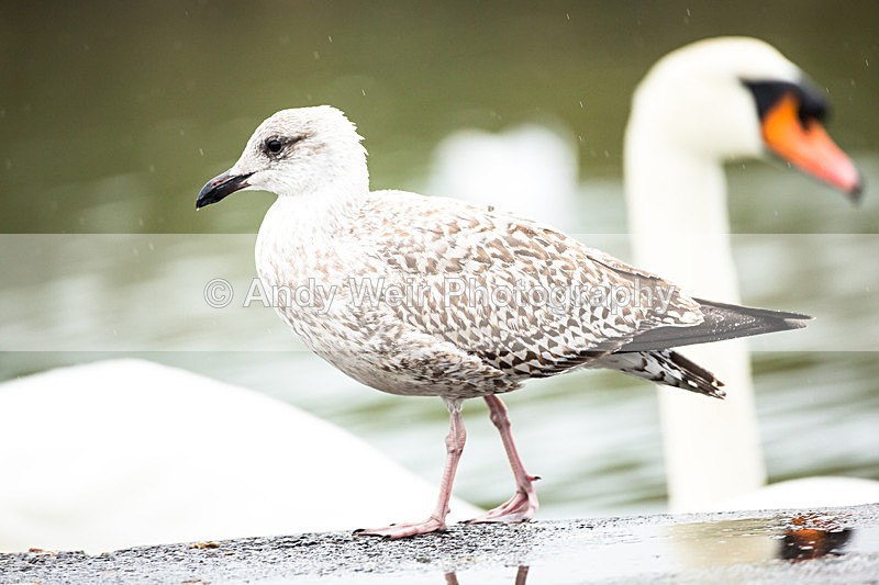 20130930-3K8A6317 - Herring Gull
