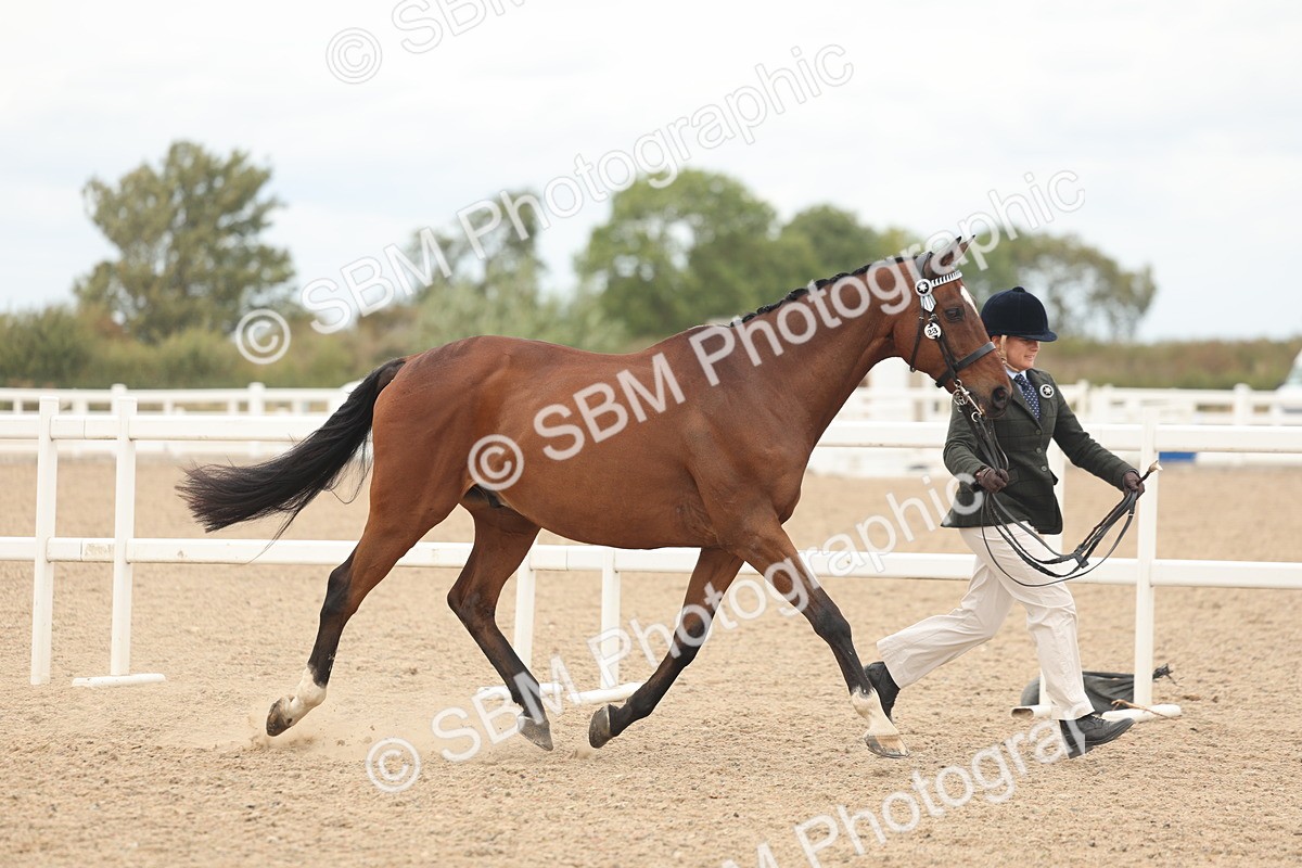 SBM_17039 - Class 313 - IH Retired Racehorse