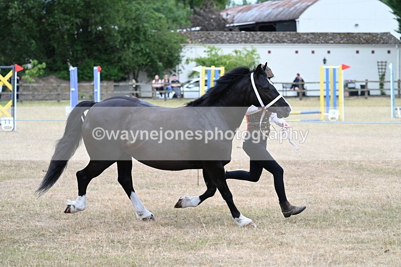 WJ7_8429 - Class 4 Prettiest Mare up to 14.2hh