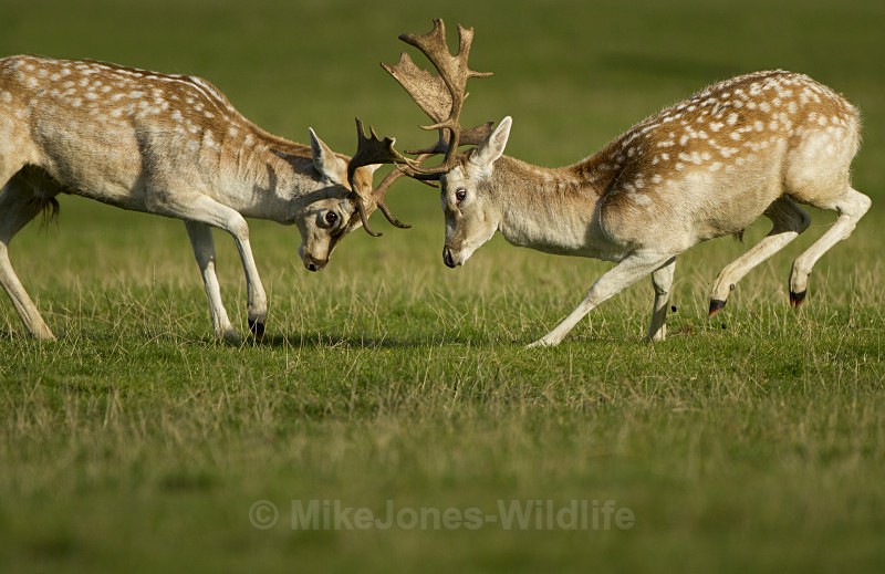 FALLOW DEER RUTTING ref fdr 12 - DEER RUT FOR RED AND FALLOW DEER