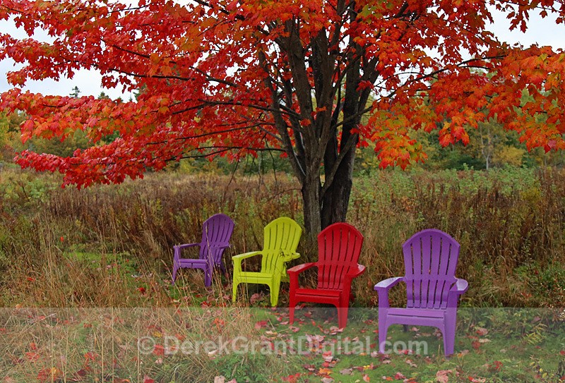 Autumn Foliage New Brunswick Canada - Autumn Foliage