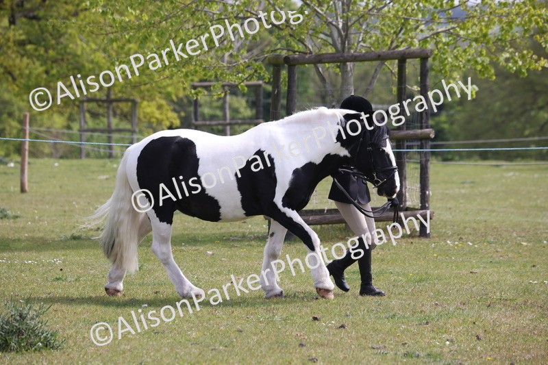 20260426-3281 - Class 27 - Coloured Horses and Ponies