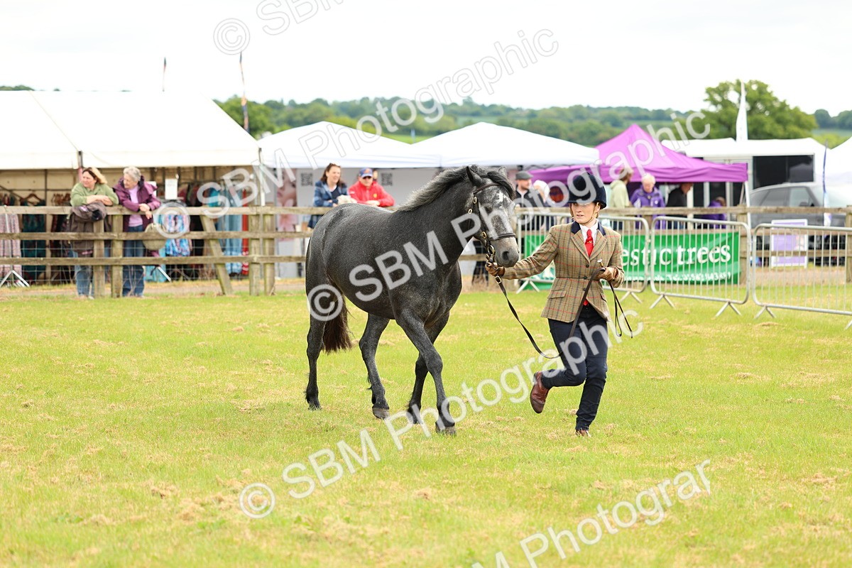 SBM_04074 - Class 64-67 - Shetland Pony In Hand