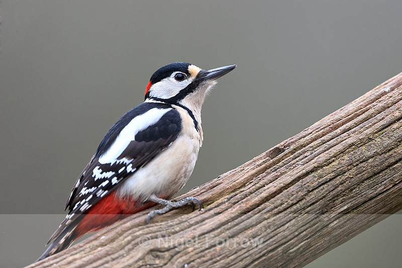 Great Spotted Woodpecker at Otterbourne, Hampshire - Great Spotted Woodpecker