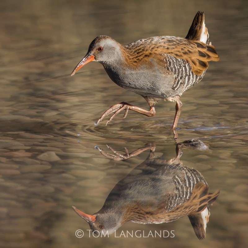 Water Rail - Rails and Crakes