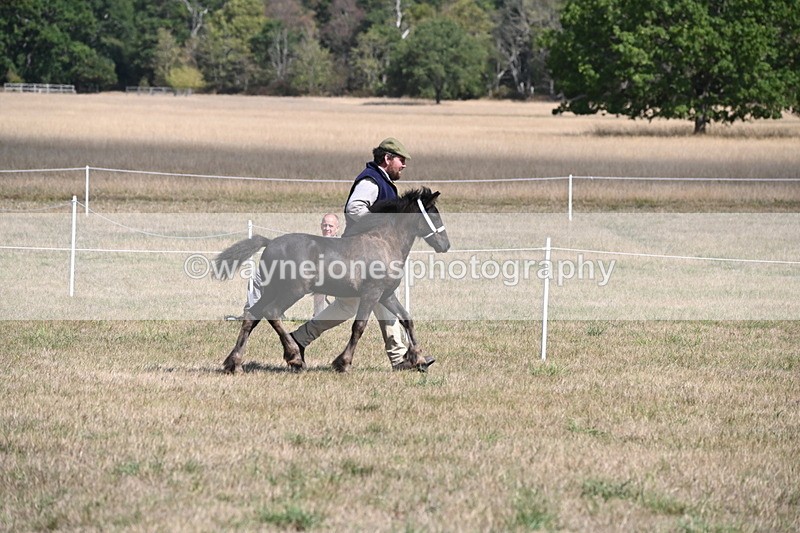 WJ6_5140 - Class 17 Mountain & Moorland