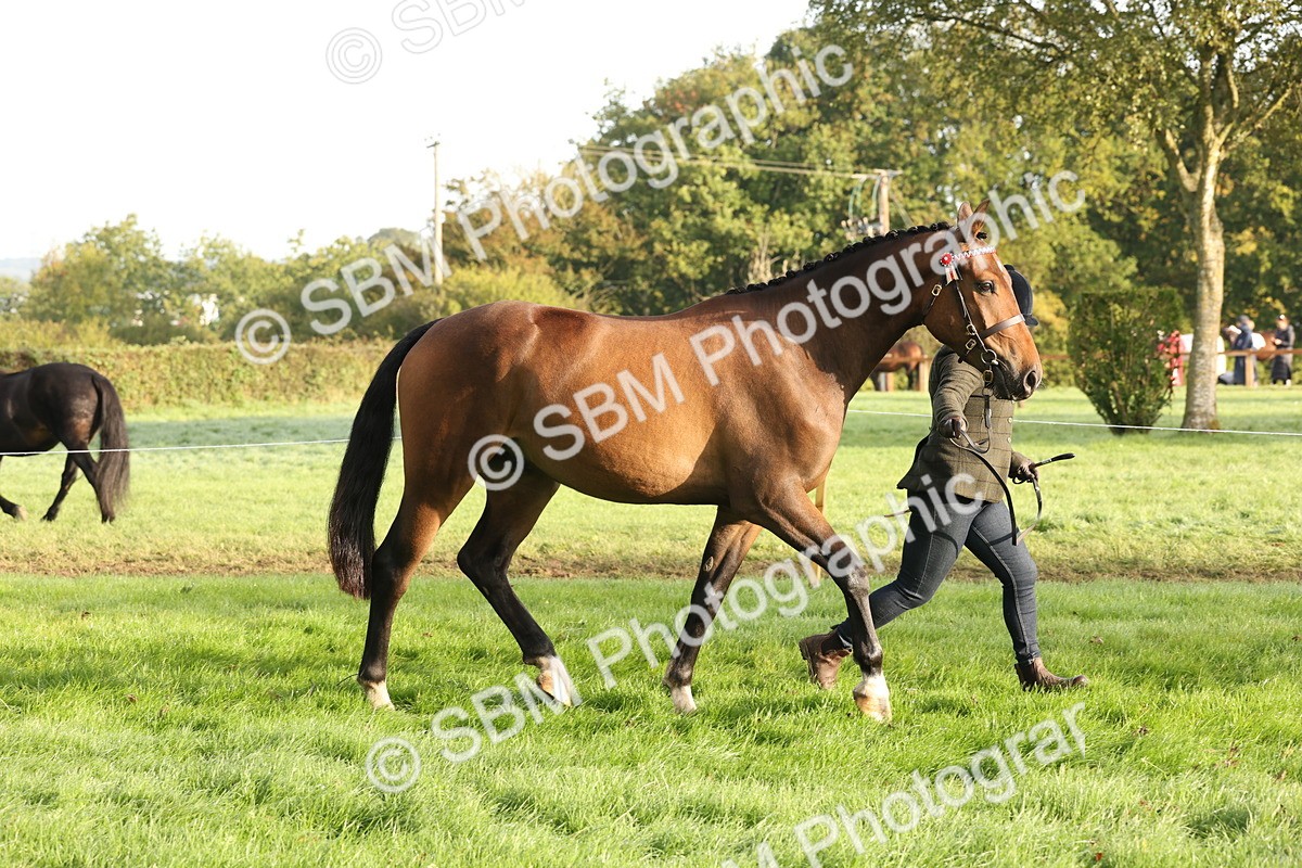 SBM_54957 - S52 - Riding Horse & Hack & thoroughbred In Hand