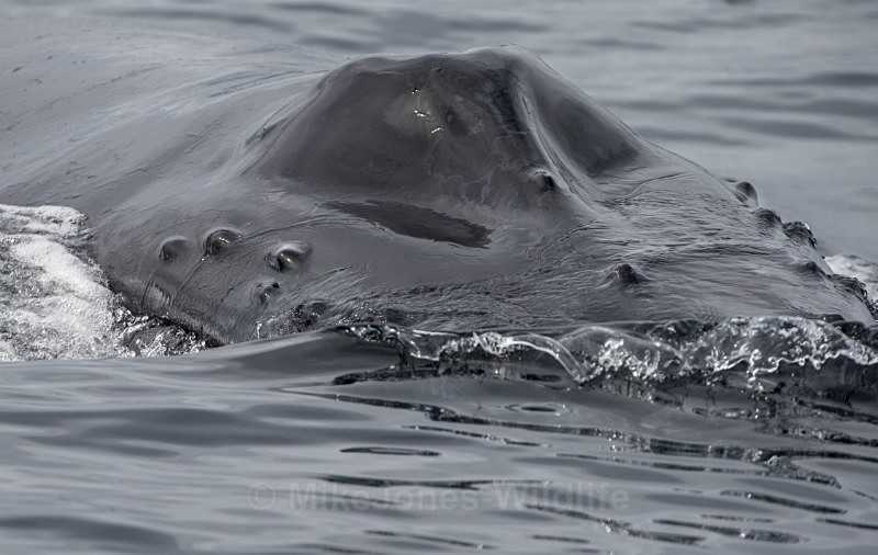 Humpback Whale, Pico Island, Azores - WHALES. Azores, Scotland, Iceland.