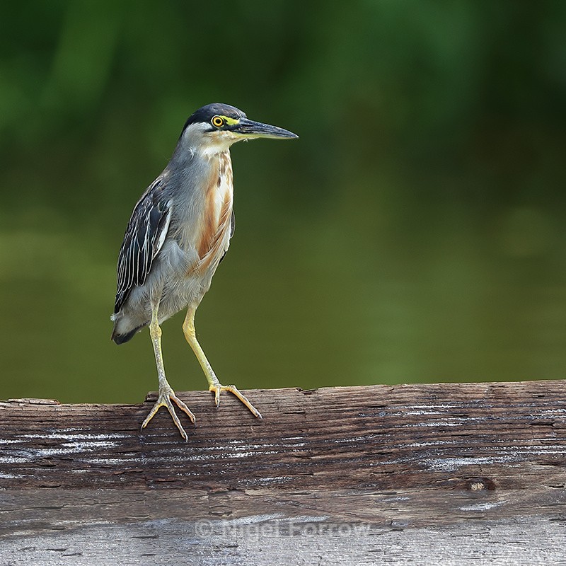 Striated Heron, Rio Chagres, Panama - Striated (Green-backed) Heron