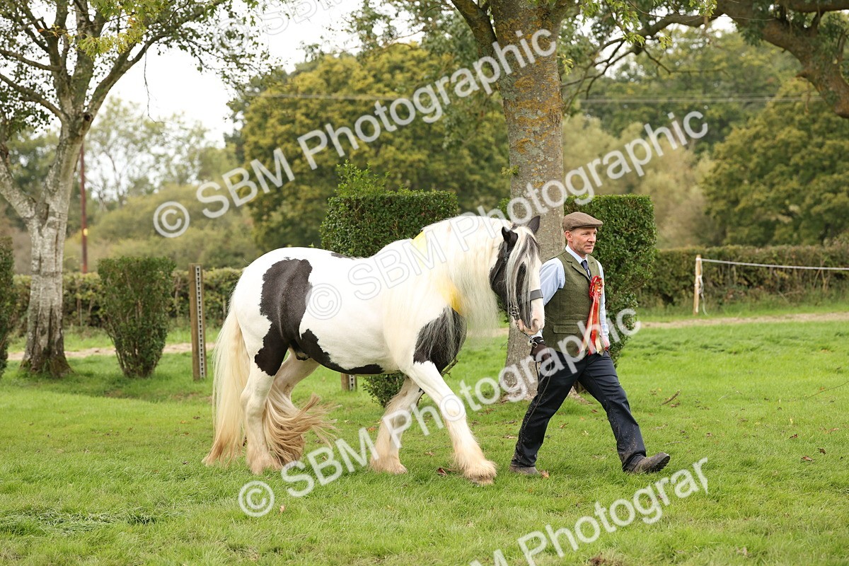 SBM_60886 - In Hand Horse Supreme Championship