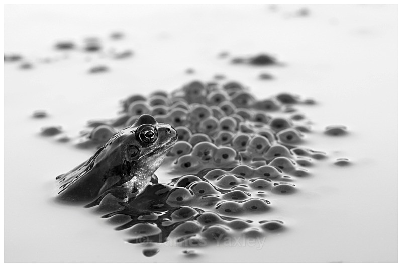 4 Embryo - Best of British Wildlife