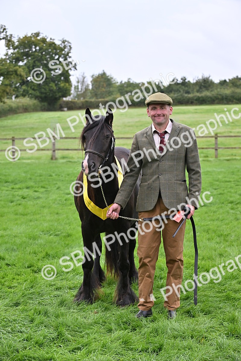 SBM_58162 - S47 - Mini Show Cob In Hand