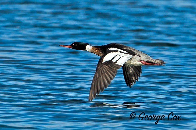 Red Merganser in Flight - Birds in Flight
