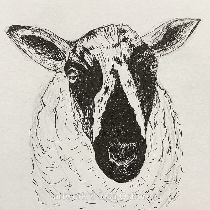 Speckled Face Sheep - Animals
