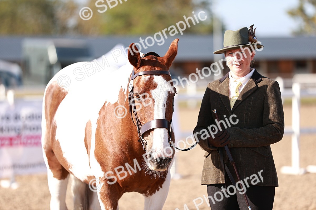 SBM_22040 - Class 702 - IH Show Horse-Pony