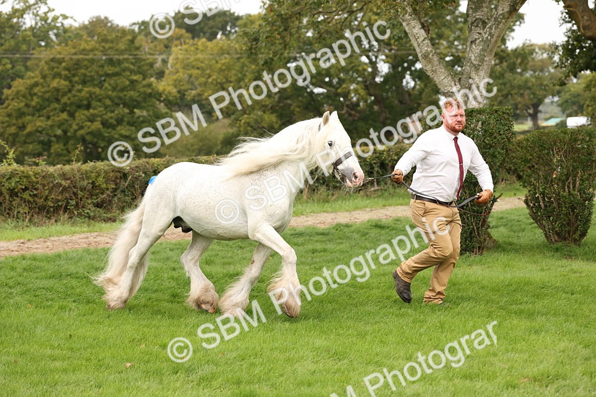 SBM_59300 - S57 - Traditional Cob In Hand