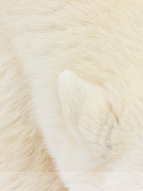 Polar Bear ear & fur close view, Churchill, Canada - Polar Bear