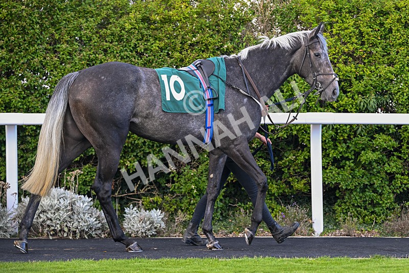080926-Race 6-Shes A Goldigger-2974 - Race 6 4.46pm Download The Raceday Ready App Handicap