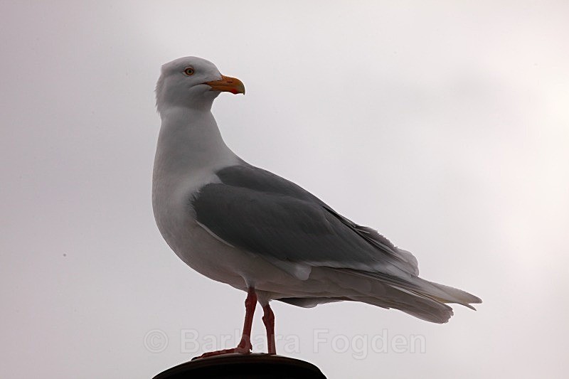Glaucous gull 7233 - Wildlife