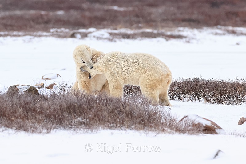 Polar Bear bitten on head during sparring with another, Churchill - Polar Bear