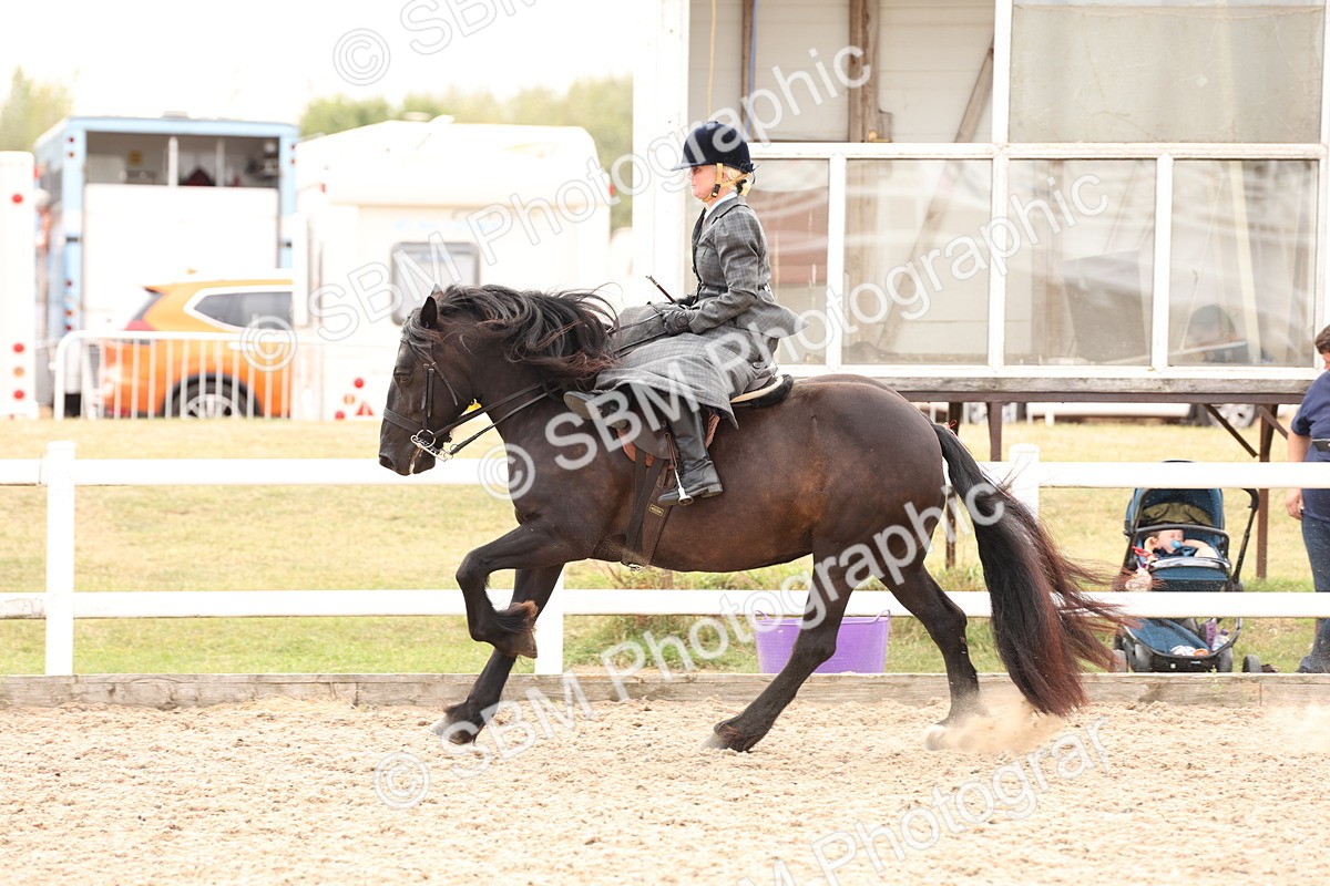 SBM_16406 - Class 211 - Best Side Saddle Horse - Pony