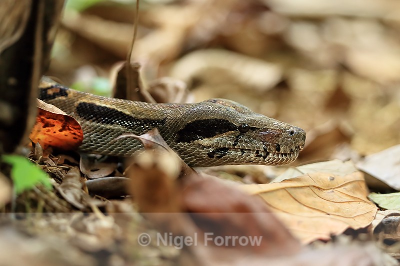 Boa Constrictor head, Osa Peninsula, Costa Rica - REPTILES & AMPHIBIANS