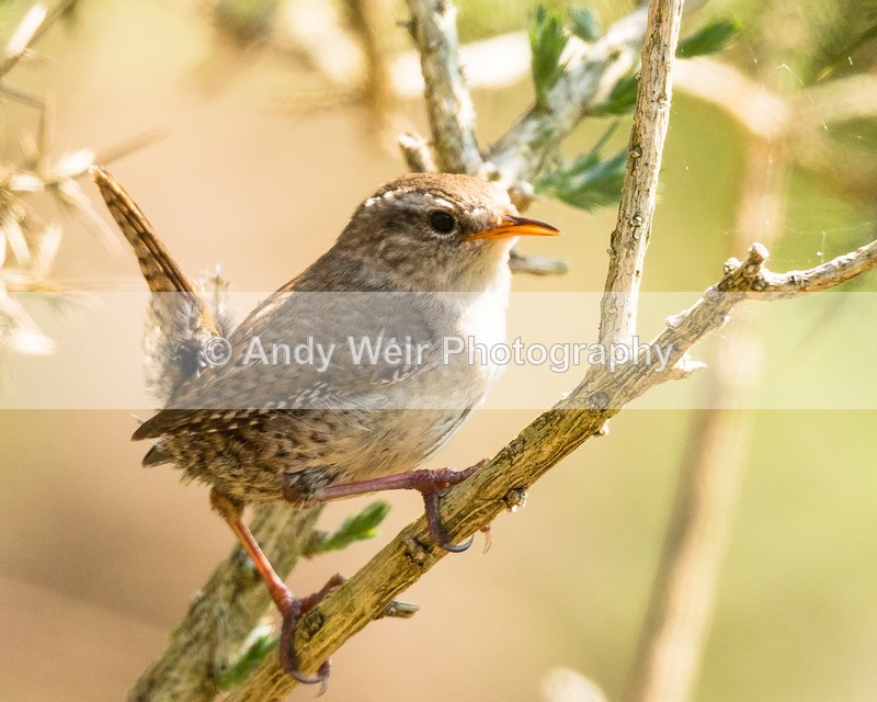 20160512-8E0A4810 - Dunnock & Wren