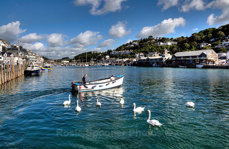 LO53 no stock Swans following the ferryman across the River Looe - Greeting Cards - Looe