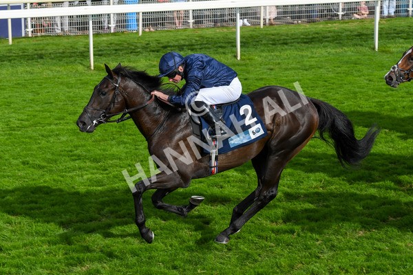 250823-Race 6-Battle Cry-1054 - Race 6 4.45pm British EBF 40th Anniversary Convivial Maiden Stakes