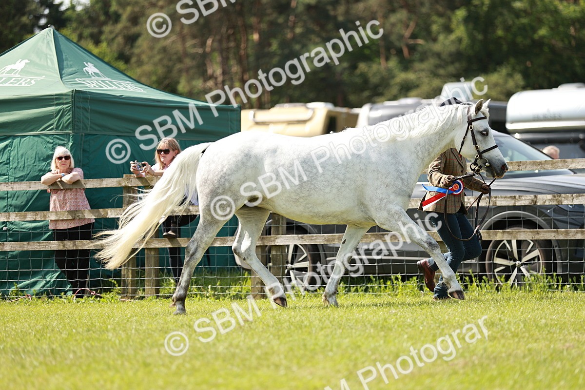 SBM_02487 - Class 14-23 - Mountain & Moorland In Hand Non Welsh