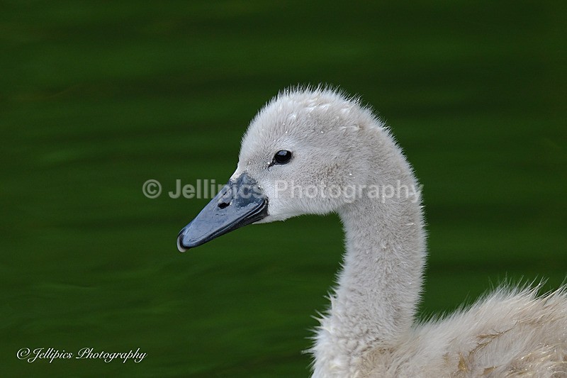  - Wildlife and Nature
