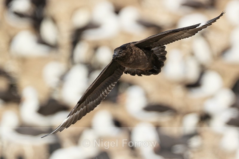 Brown Skua flying, albatross colony background, Steeple Jason - Falkland (Brown) Skua