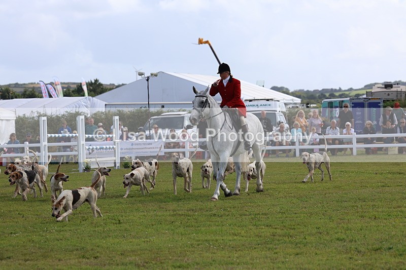 3E7A3401 - Parade of Hounds