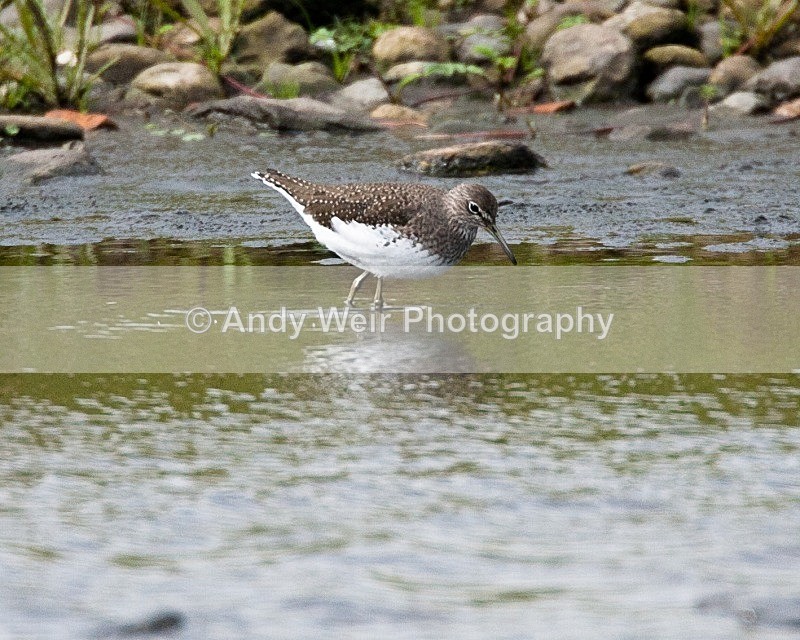 20080822-018 - Green Sandpiper