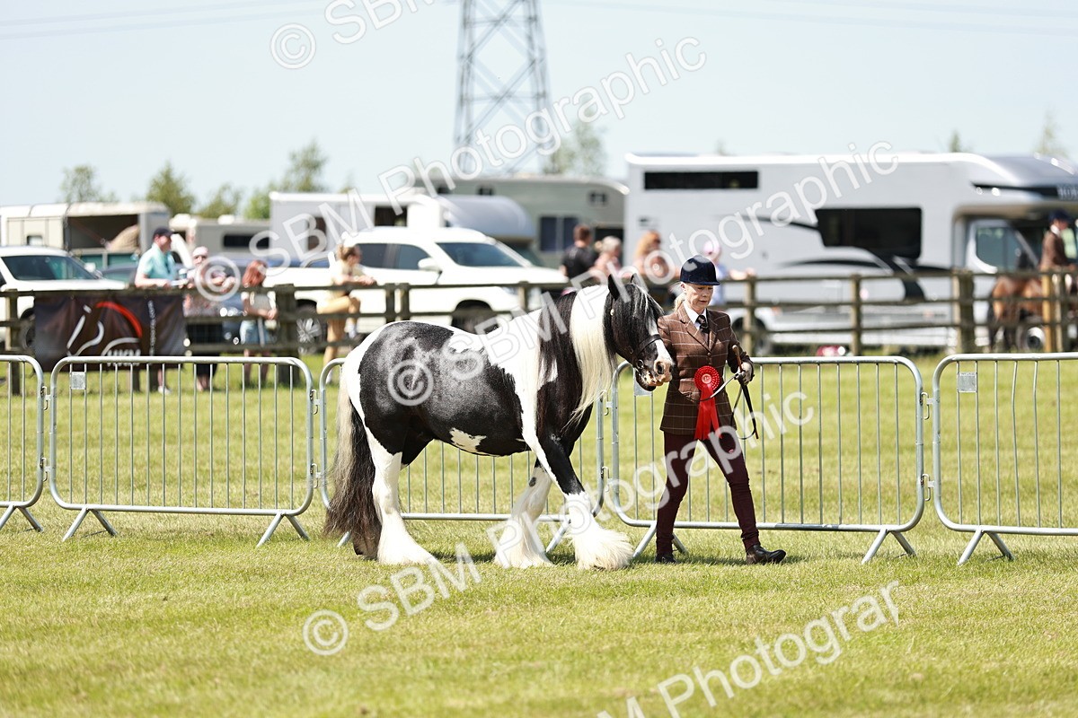 SBM_05487 - Class 41-45 - Riding Pony-Hunter Pony Breeding