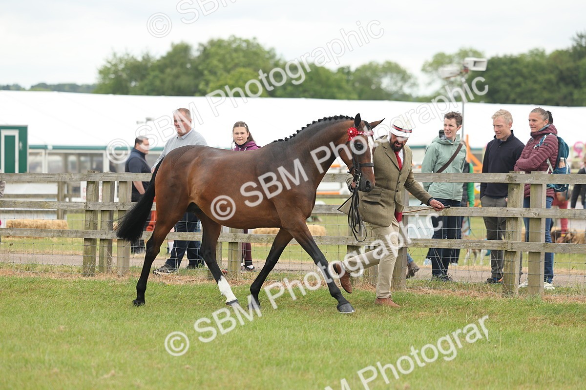 SBM_05508 - Class 68-73 - Riding Pony Breeding