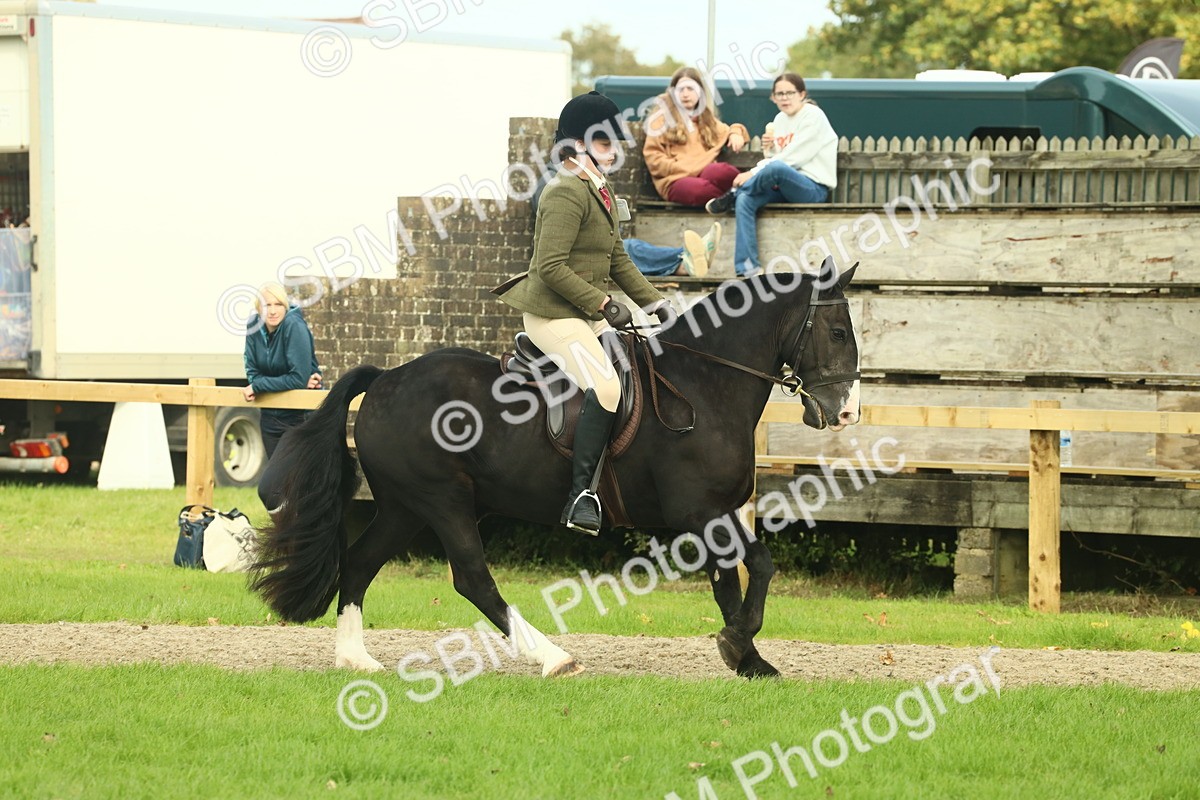 SBM_68223 - S58 - Mini Show Cob Ridden