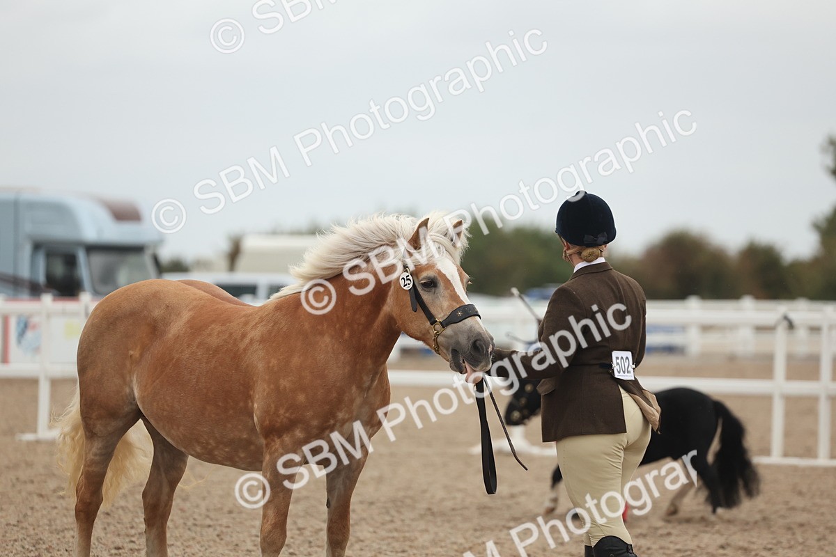 SBM_19376 - Class 317 - IH Pure Bred Horse-Pony