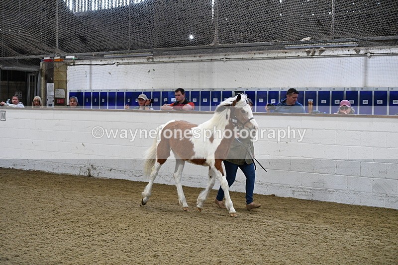 WJ5_3398 - Class 1 Youngstock