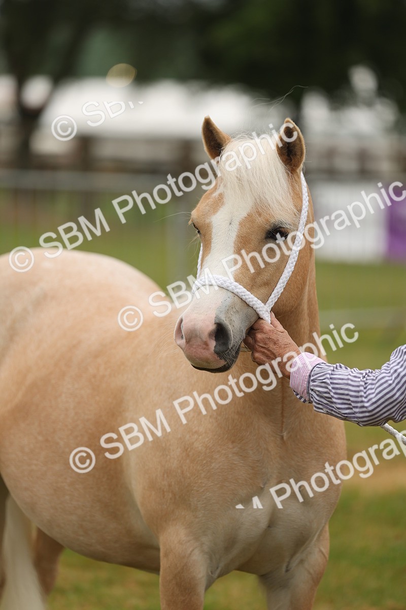 SBM_01579 - Class 50-57 - M&M Welsh Pony In Hand
