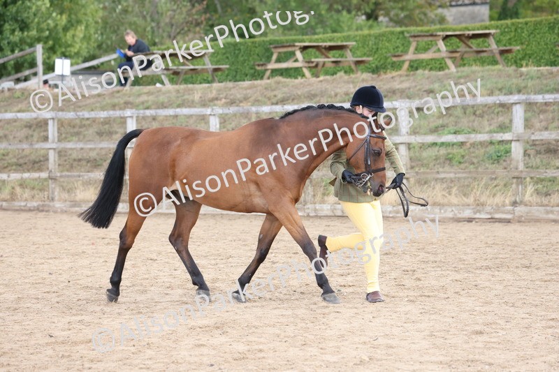 20260831-2361 - Class 9 - Show Pony and Show Hunter
