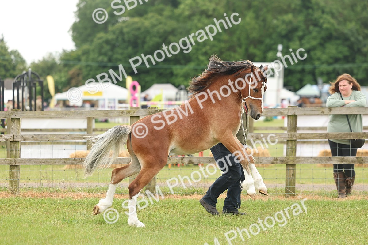 SBM_02328 - Class 50-57 - M&M Welsh Pony In Hand